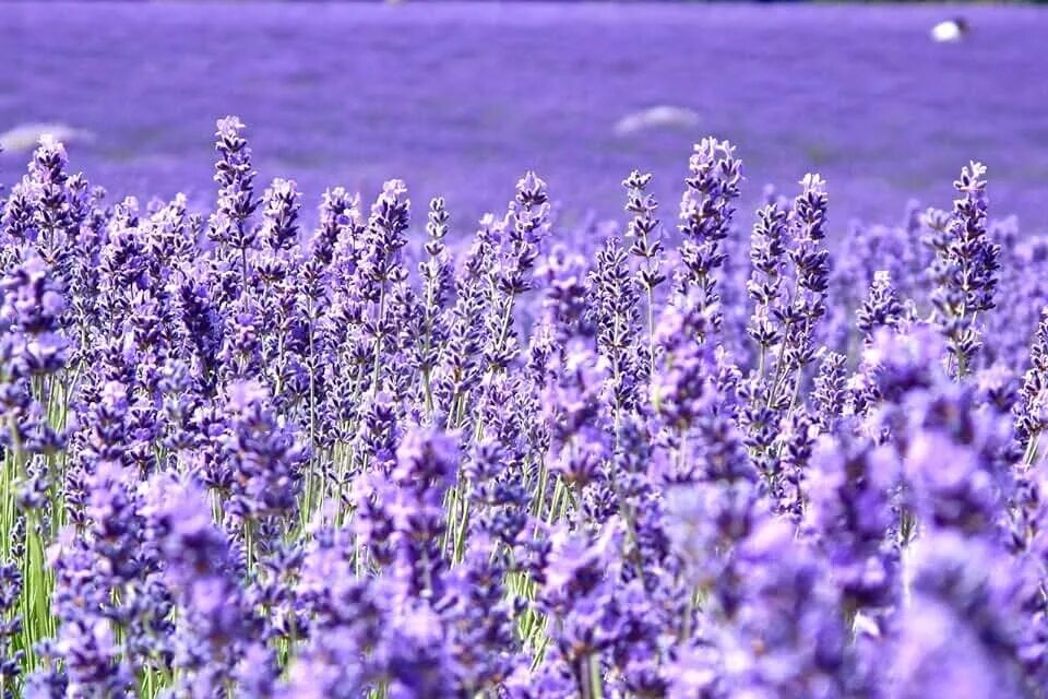 Поле фиолетовых цветов фото Amazon.com: Provence Lavender Plant