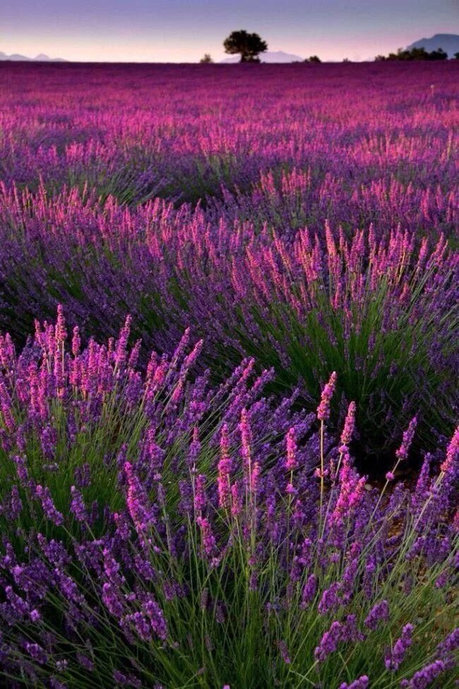 Поле фиолетовых цветов фото Pin on Лаванда Beautiful nature, Lavender garden, Nature