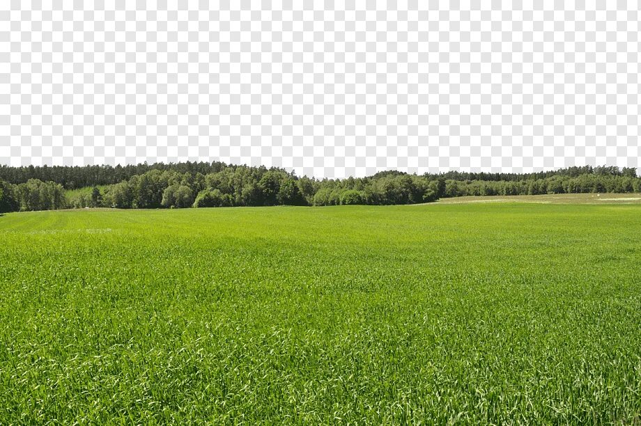 Поле фото для фотошопа Football field under the blue sky, pitch, meadow, plant png PNGWing