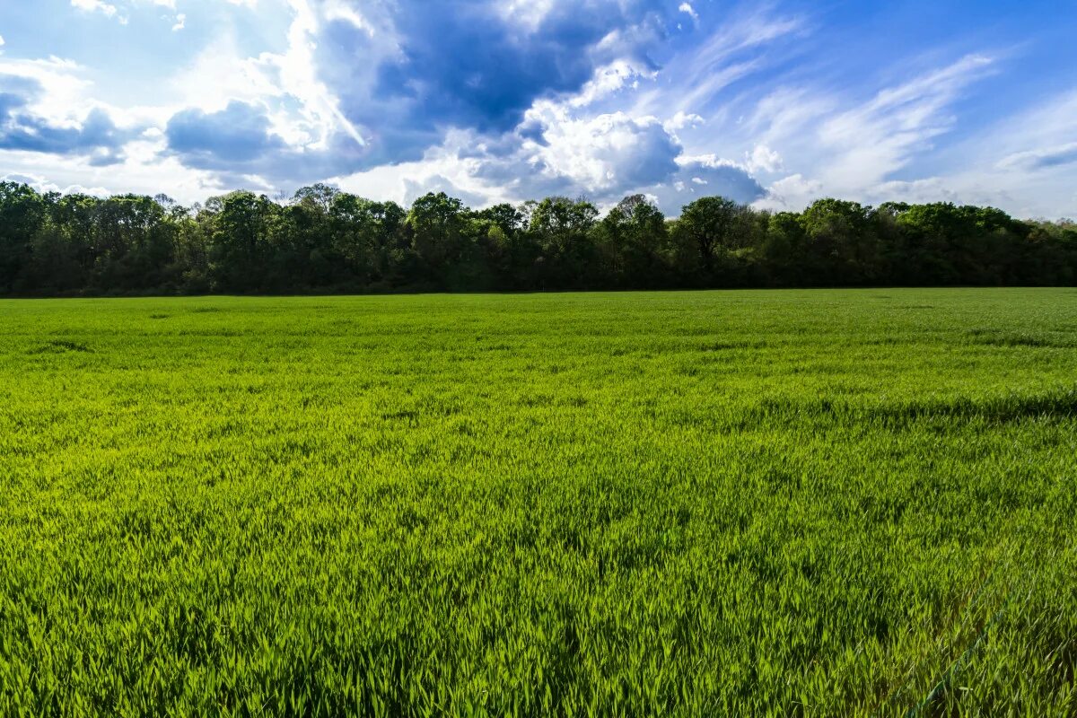 Поле фото для фотошопа Free Images : landscape, horizon, sky, lawn, meadow, prairie, green, crop, pastu