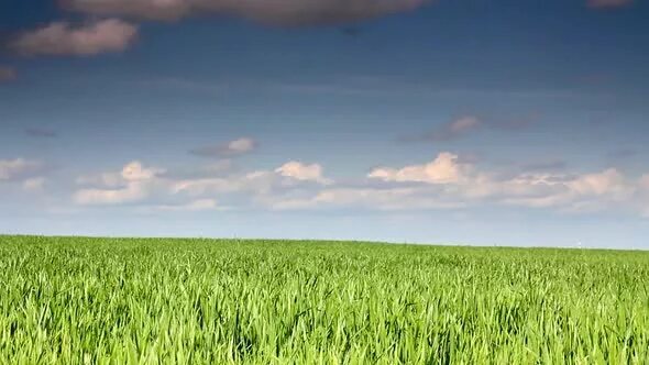 Поле фото для фотошопа Green Field Wheat Under Blue Sky 4, Stock Footage VideoHive