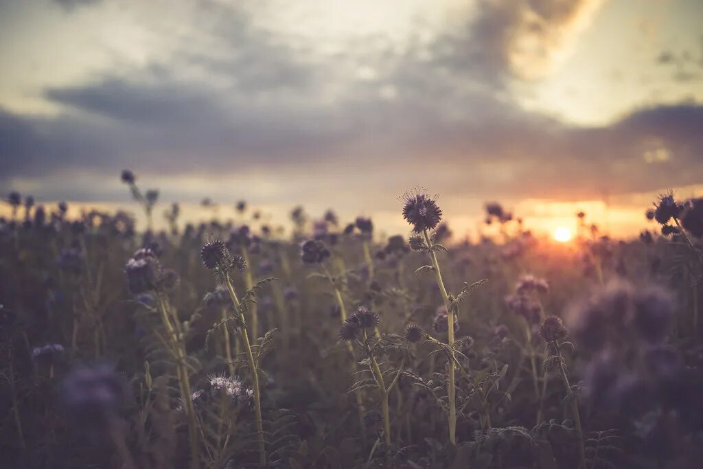 Поле фото эстетика Violet Armada A field of whatever for plants, but it looke. Flickr