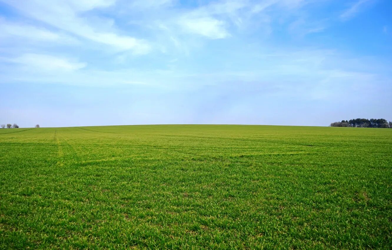 Поле фото hd Wallpaper greens, field, the sky, grass, horizon for mobile and desktop, section