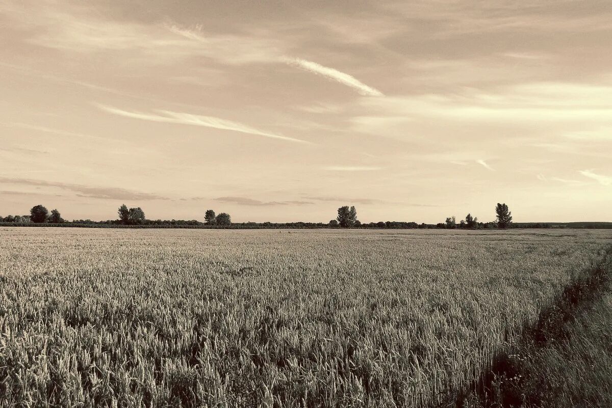 Поле фото картинки Free Images : landscape, nature, horizon, cloud, plant, sky, sunset, field, whea