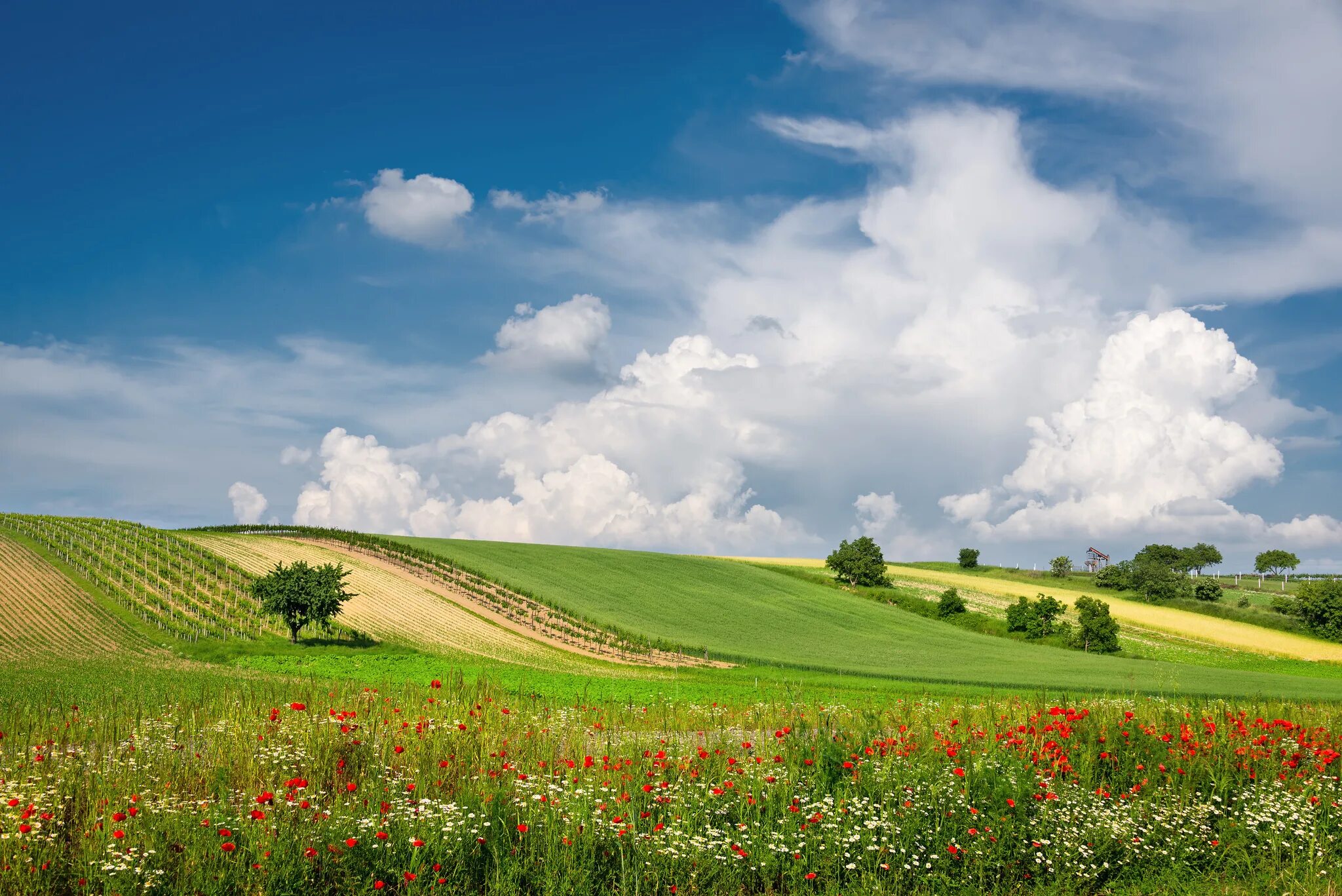 Поле фото картинки Download wallpaper summer, clouds, flowers, field, Austria, meadow, section land