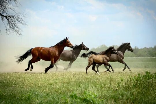 Поле где скачут кони фото Konie Galop Зображення - огляд 243 Стокові фото, векторні зображення й відео Ado