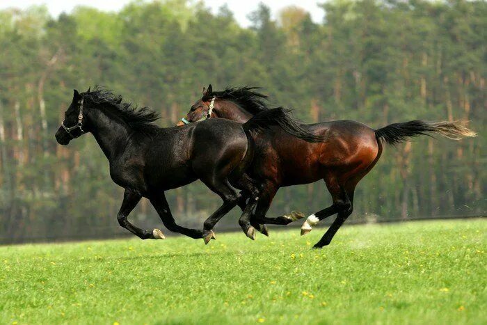 Поле где скачут кони фото Fototapete Galoppierende Pferde auf der Weide - PIXERS.DE Horses, Older horses, 