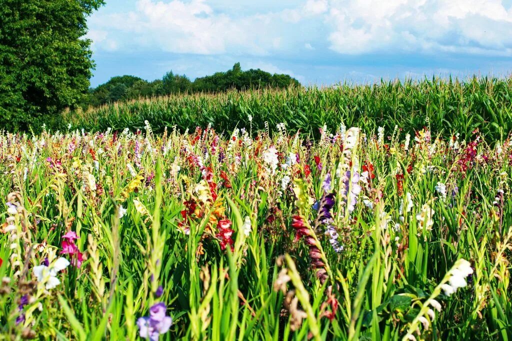 Поле гладиолусов фото Discover the Beauty of Gladiolus Flowers