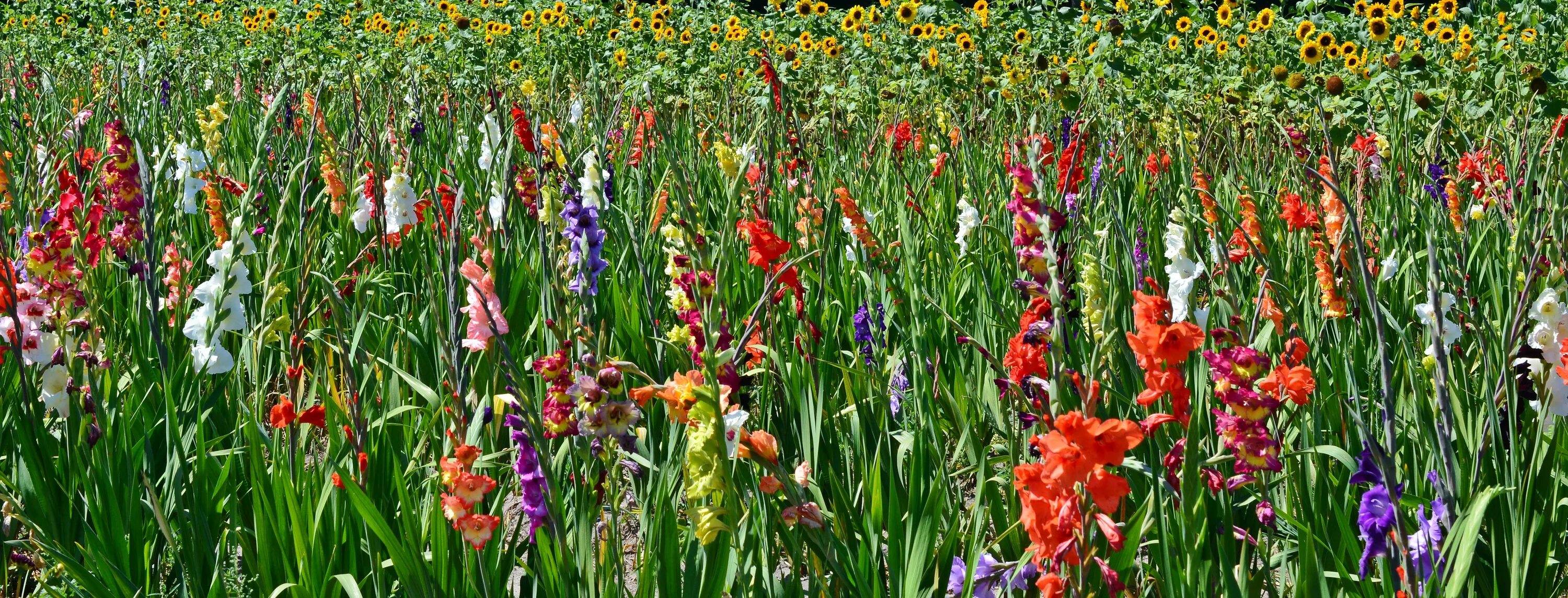 Поле гладиолусов фото Gladiolus Flowers Sunflower free image download