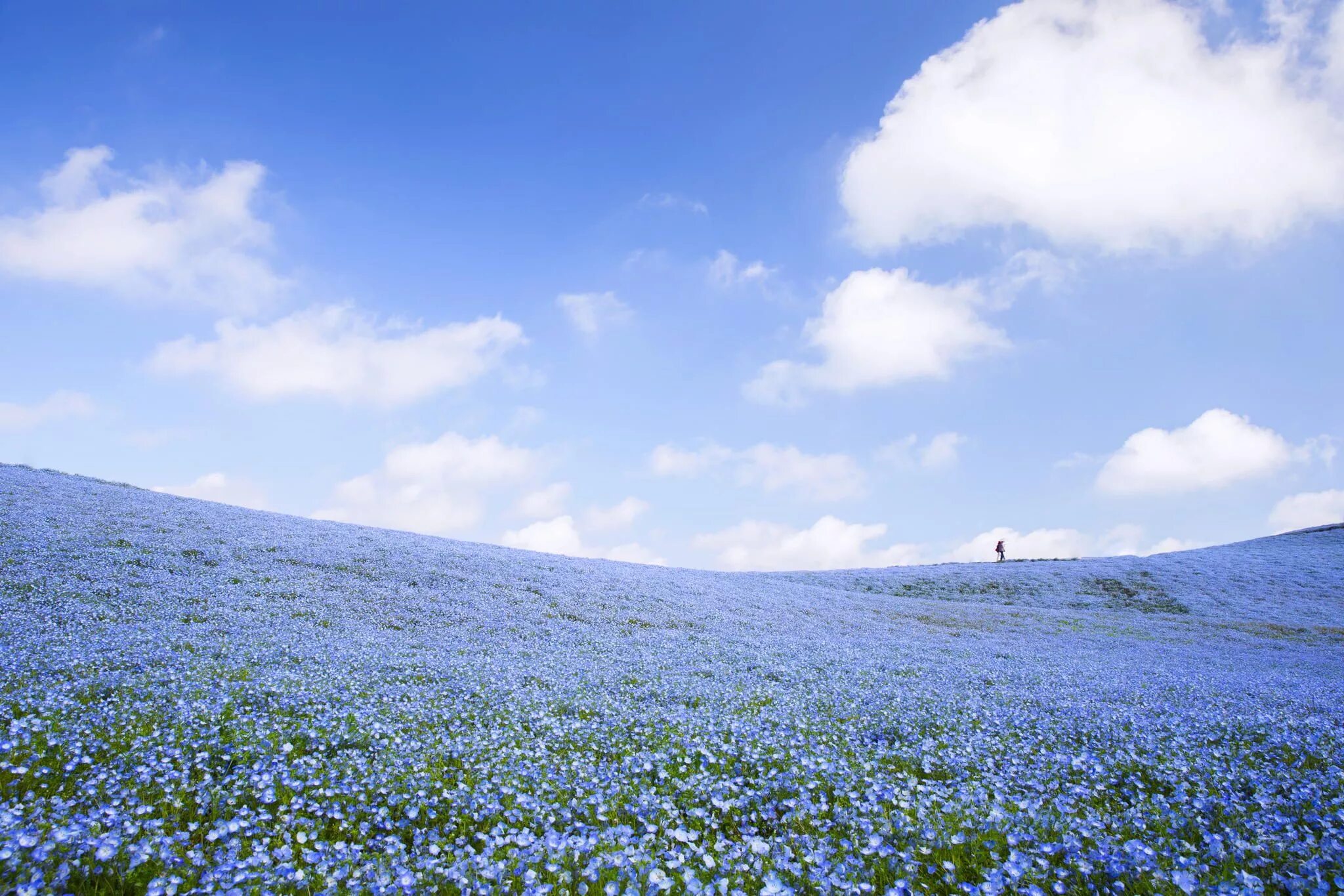 Поле голубых цветов фото Carpet of blue by ituki kadiwara 500px Hitachi seaside park, Seaside park, Free 