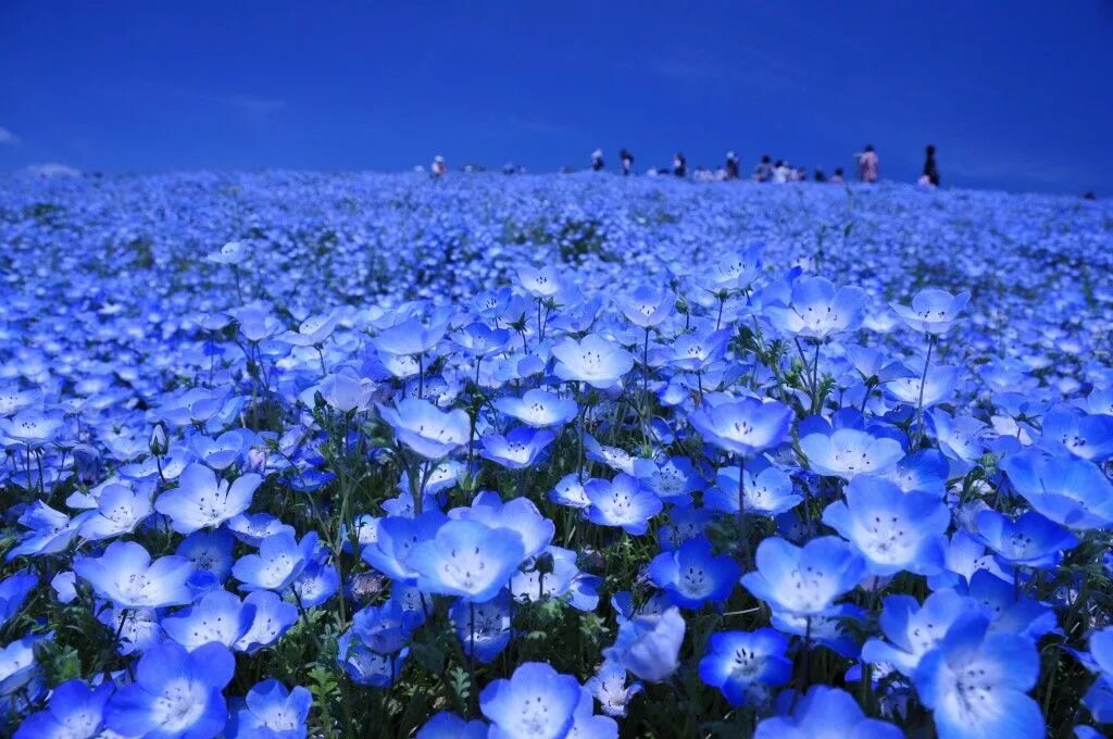 Поле голубых цветов фото Enjoy Spring in Japan! Top 6 Flower Fields to Visit Across the Country