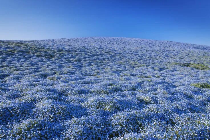 Поле голубых цветов фото 10 Gorgeous Fields of Flowers Worth Traveling to See Flower field, Hitachi seasi