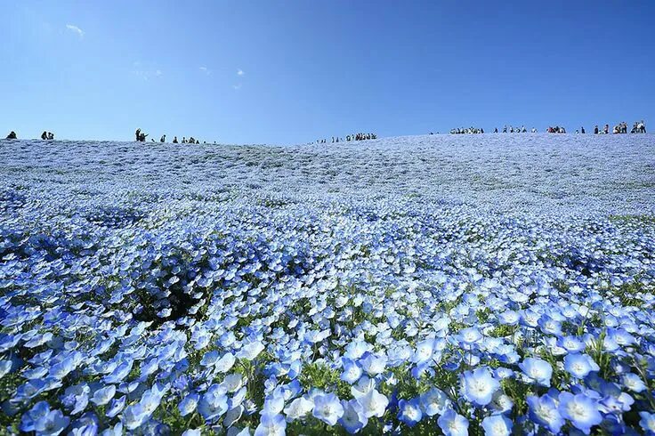 Поле голубых цветов фото Pin on Цвет. Синий Hitachi seaside park, Seaside park, Blue flowers garden