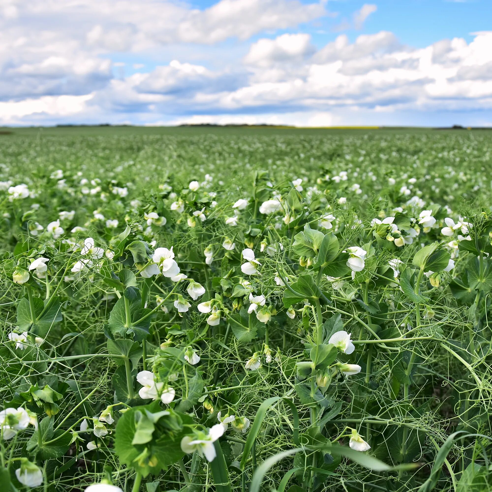 Поле гороха фото Field peas for cover crops and food plots