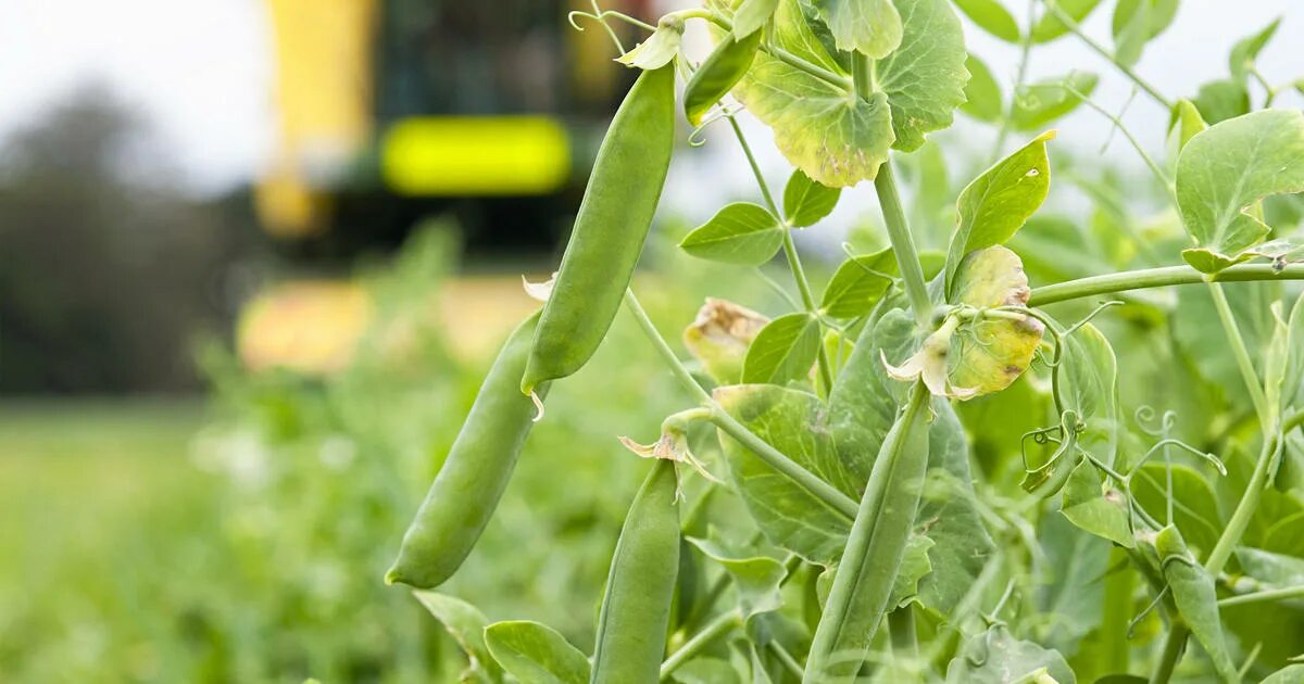 Поле гороха фото Dakota County pea producers face challenges from drought, wildfire smoke - CBS M