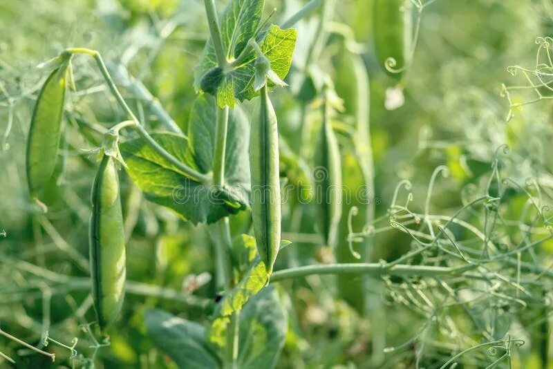 Поле гороха фото Soybean Pods, Close Up. Agricultural Soy Bean Plant in Sunny Field . Green Growi