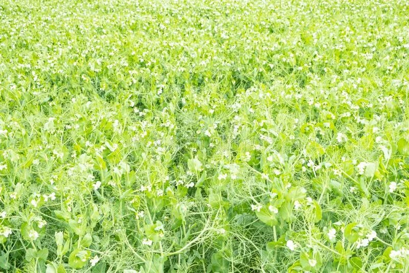 Поле гороха фото Field of Peas in Bloom in Spring Stock Image - Image of legume, leaf: 168237313