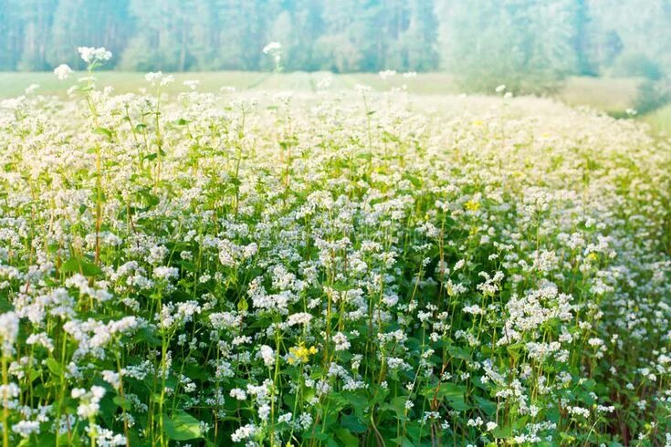 Поле гречихи фото Buckwheat field. Blooming buckwheat field in front of forest , #SPONSORED, #Bloo