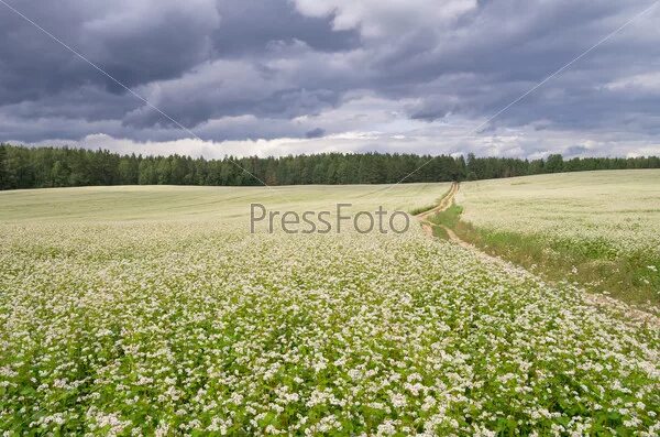 Поле гречихи фото Фотография на тему Гречишное поле PressFoto