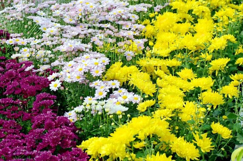 Поле хризантем фото Chrysanthemum Field. stock photo. Image of fall, bouquet - 62839272