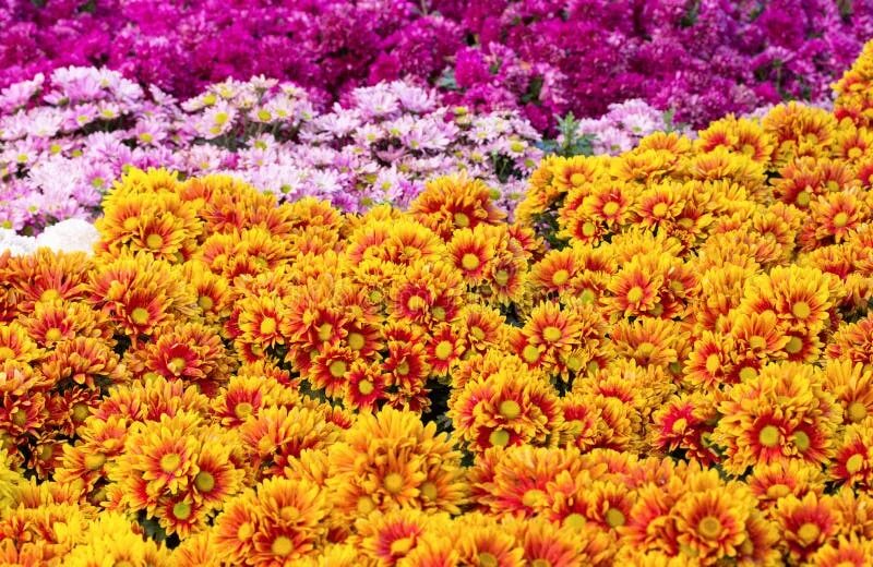 Поле хризантем фото Chrysanthemums Daisy Flower Fields Blooming Stock Photo - Image of beauty, bloom