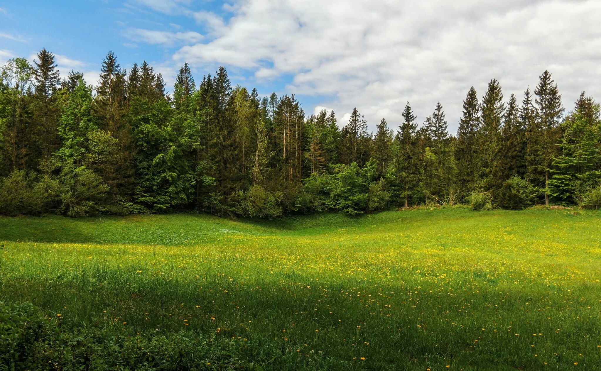 Поле и лес фото lamdscapes green field expanses 1440x2960 QHD wallpapers from photomonstr - imag