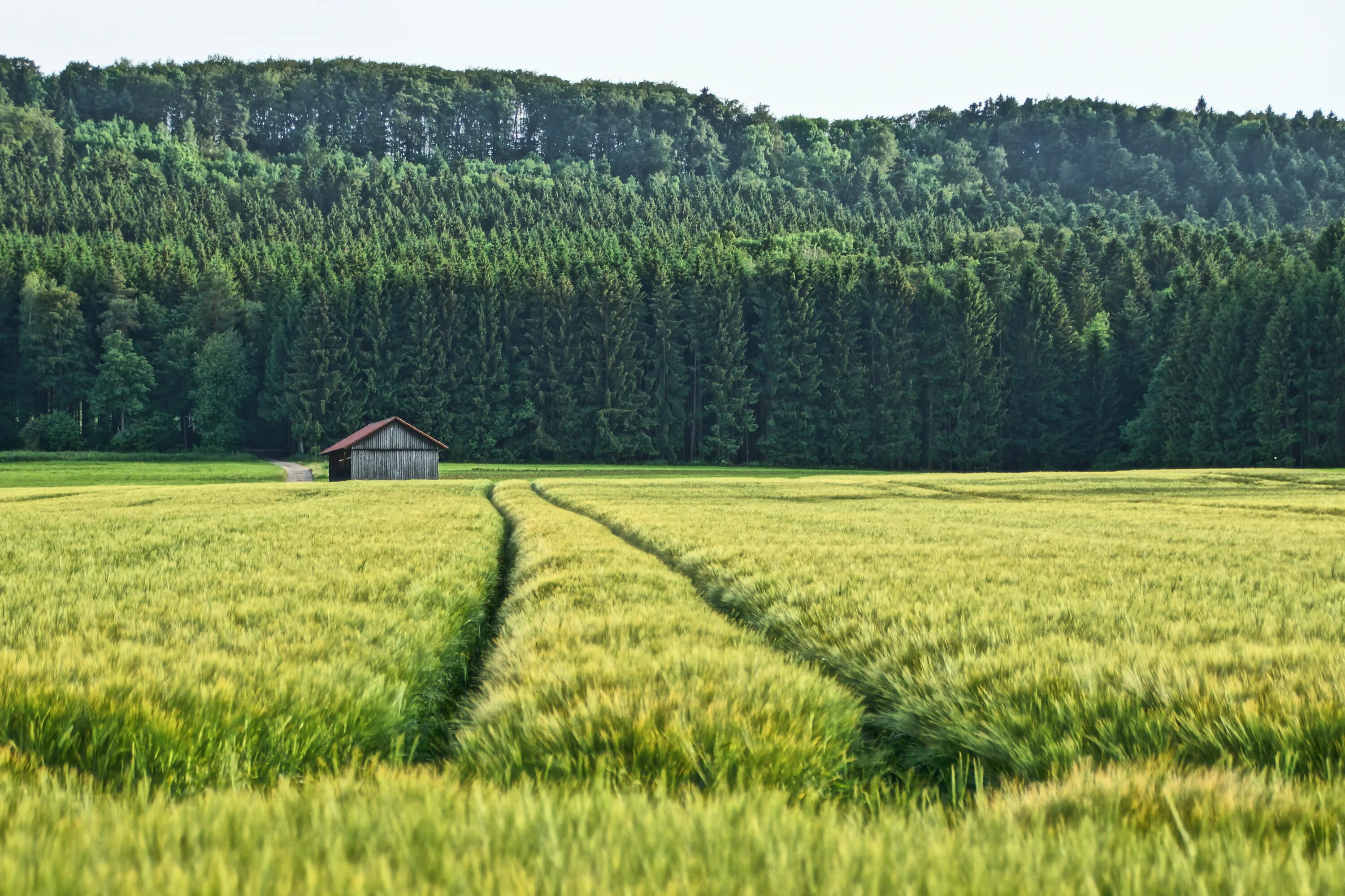 Поле и лес фото Field and Hut in front of Forest free image download