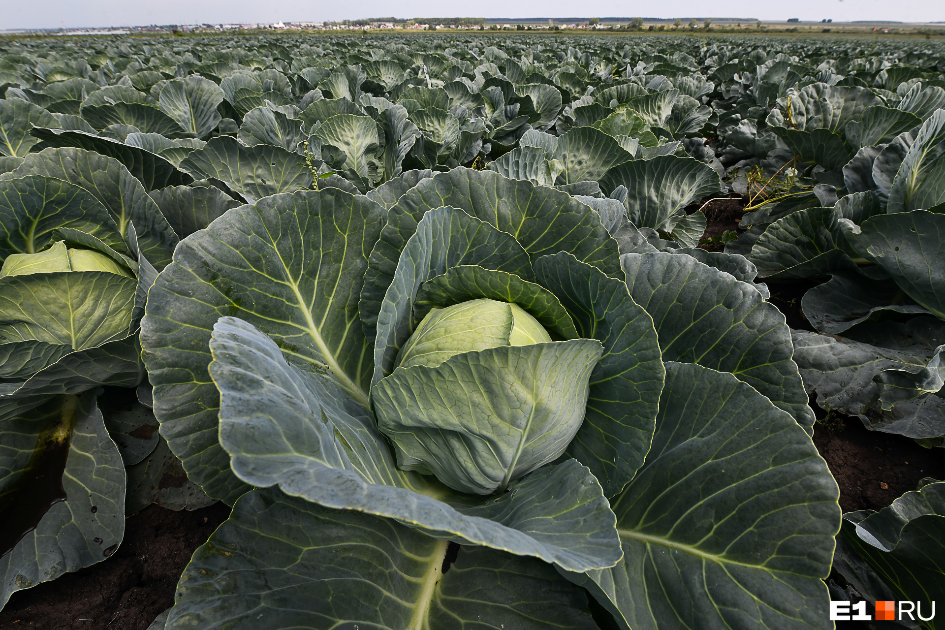 Поле капуста фото Капустное поле картинка