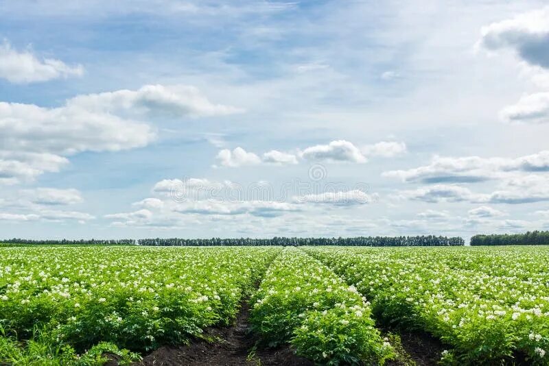 Поле картофеля фото 2,798 Potato Fields Stock Photos - Free & Royalty-Free Stock Photos from Dreamst