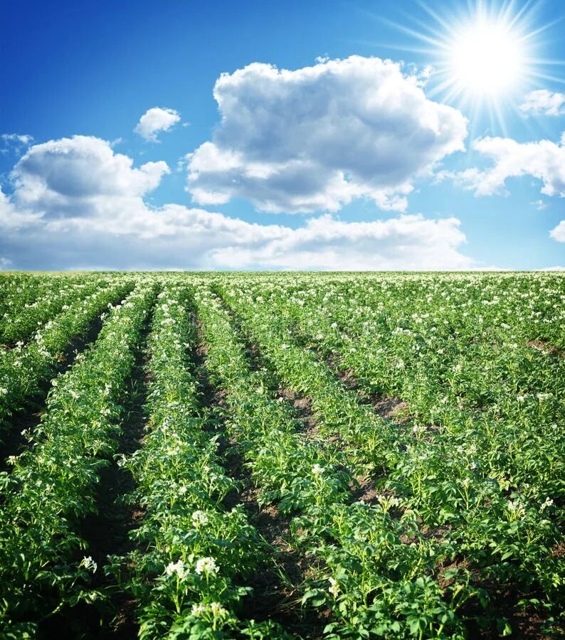 Поле картофеля фото Potato field stock image. Image of farm, field, lush - 21720029