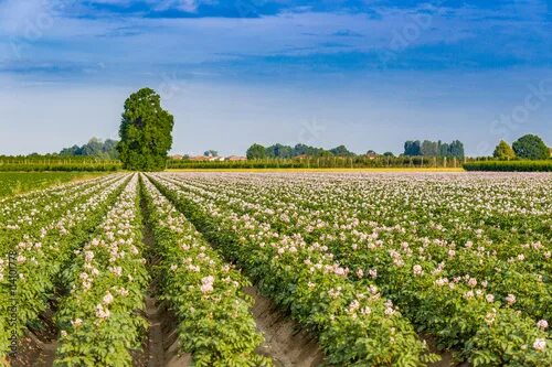 Поле картофеля фото potato fields фотография Stock Adobe Stock