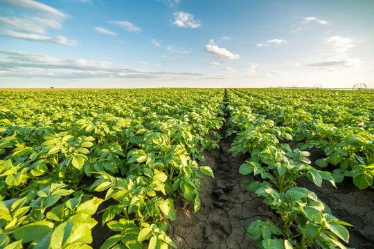 Поле картофеля фото Potato Field Images - Browse 57,239 Stock Photos, Vectors, and Video Adobe Stock