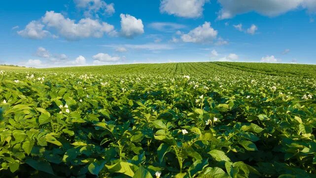 Поле картофеля фото Potato Field Изображения: просматривайте стоковые фотографии, векторные изображе