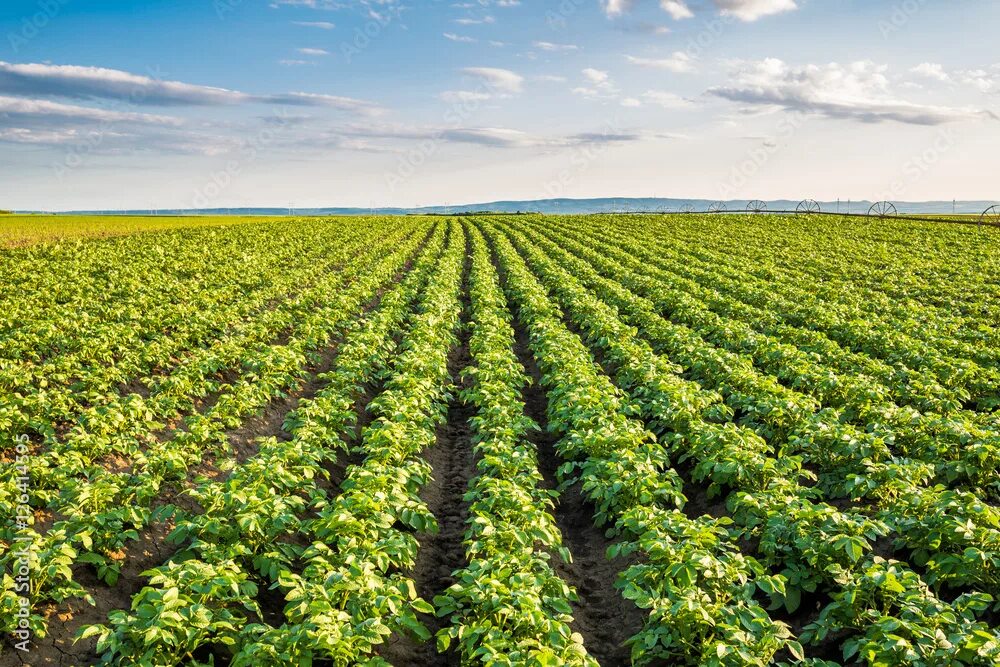 Поле картофеля фото Green field of potato crops in a row фотография Stock Adobe Stock