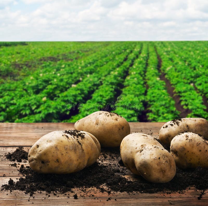 Поле картошки фото Seedling potatoes stock image. Image of ground, potatoes - 68448553