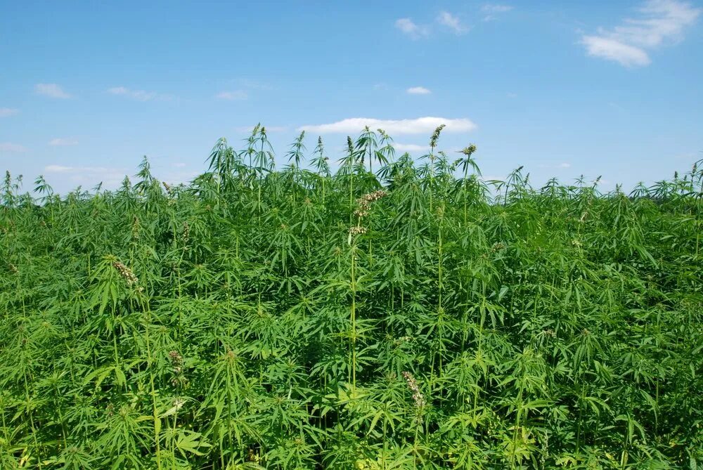 Поле конопли фото Proceeding with Caution in Hemp Industry