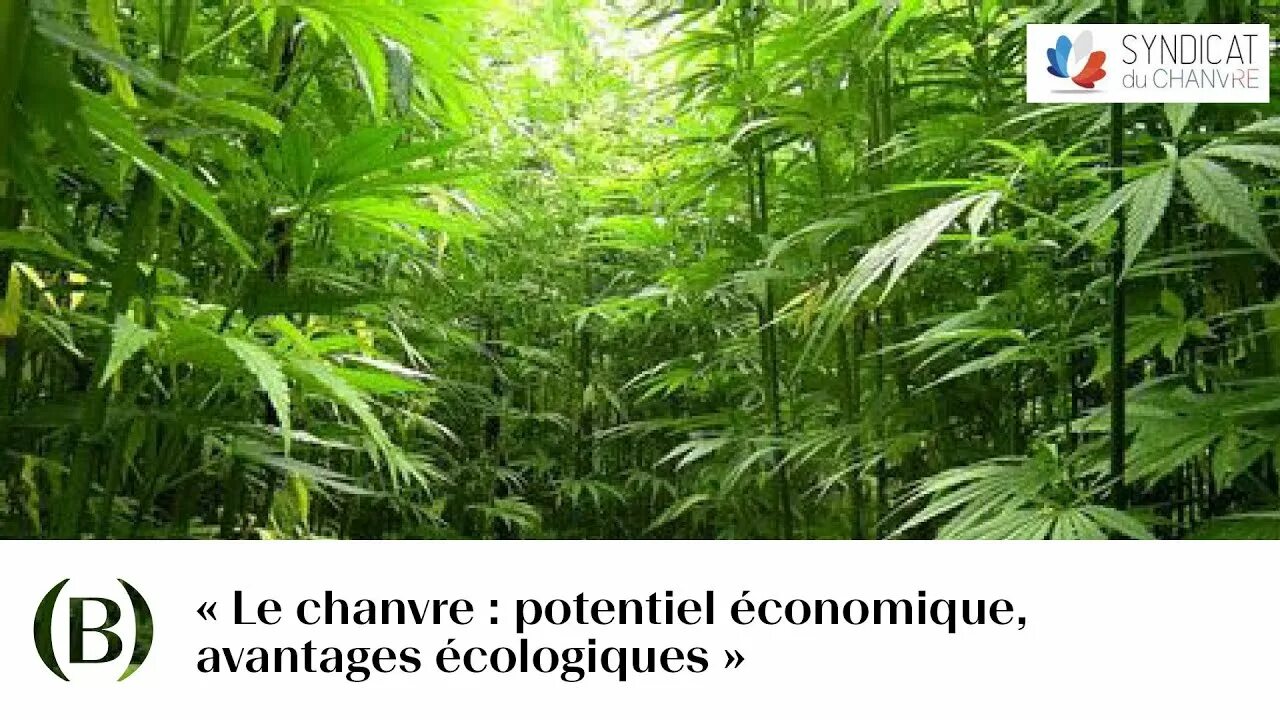 Поле конопли фото Le chanvre : potentiel économique, avantages écologiques - Aurelien Delecroix, S