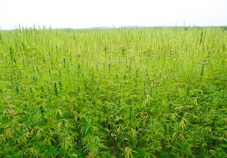 Поле конопли фото Hemp textile market gets traceability boost Materials & Production News News