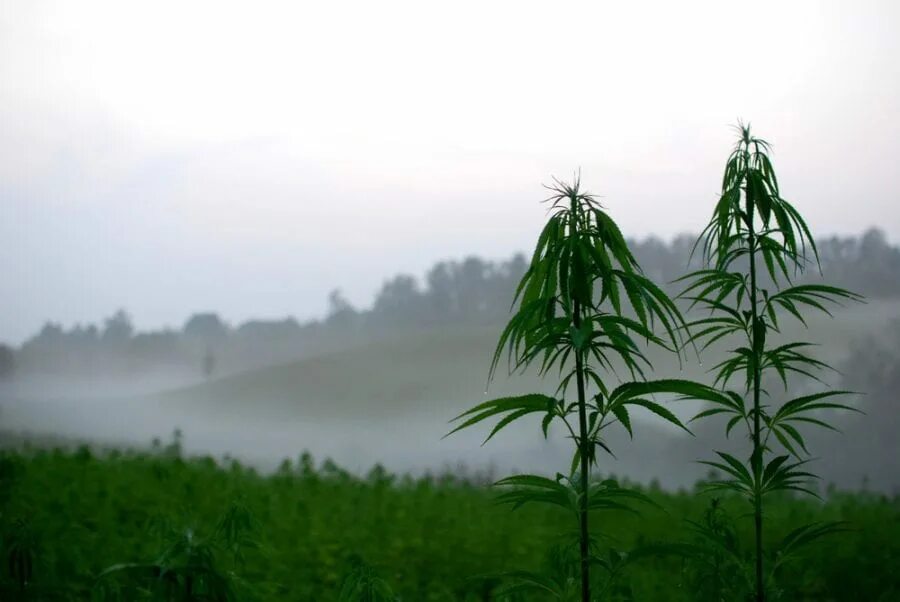 Поле конопли фото Hemp Cleans Up Radioactive Soil and So Much More Minds