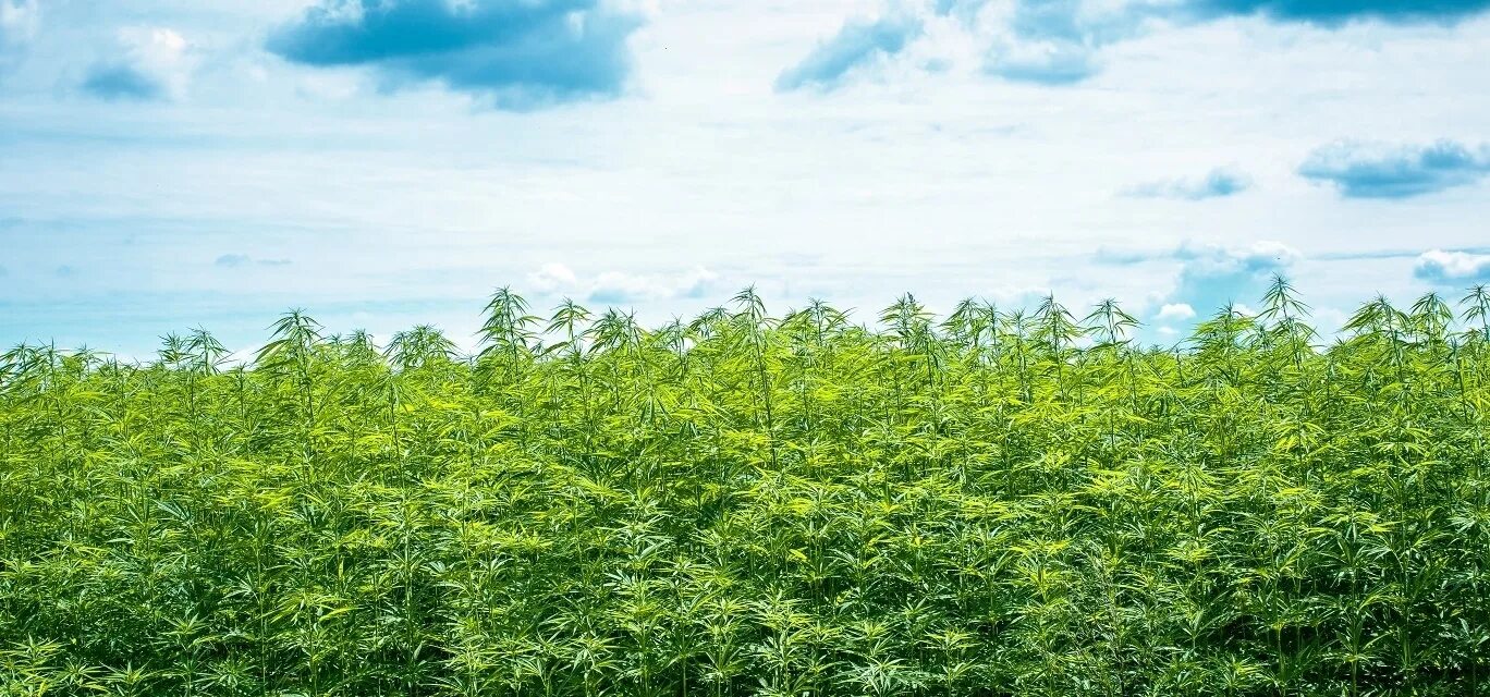 Поле конопли фото HEMP for LIFE в Нижневартовске