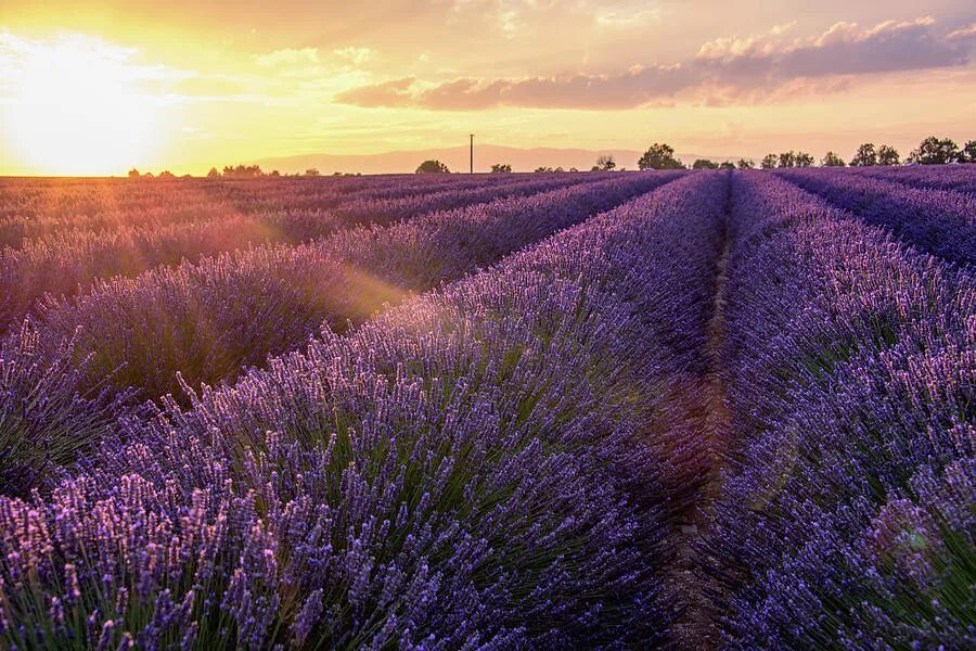 Поле лаванды фото Provence Lavender by Joseph Plotz - Royalty Free and Rights Managed Licenses