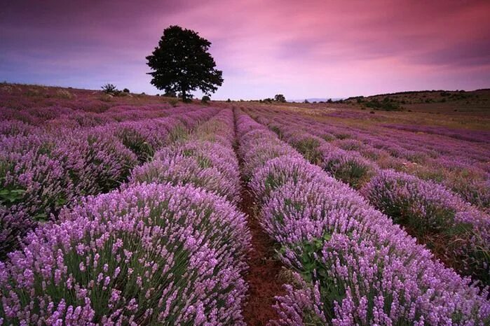 Поле лаванды фото Все фиолетово Lavender fields, Field wallpaper, Lavender garden