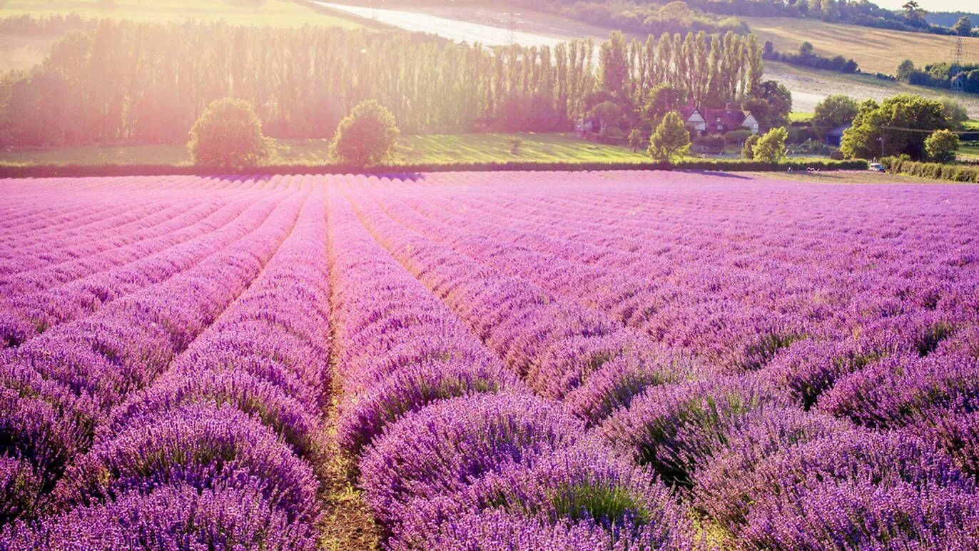 Поле лаванды фото 6 Lovely Lavender Fields in London