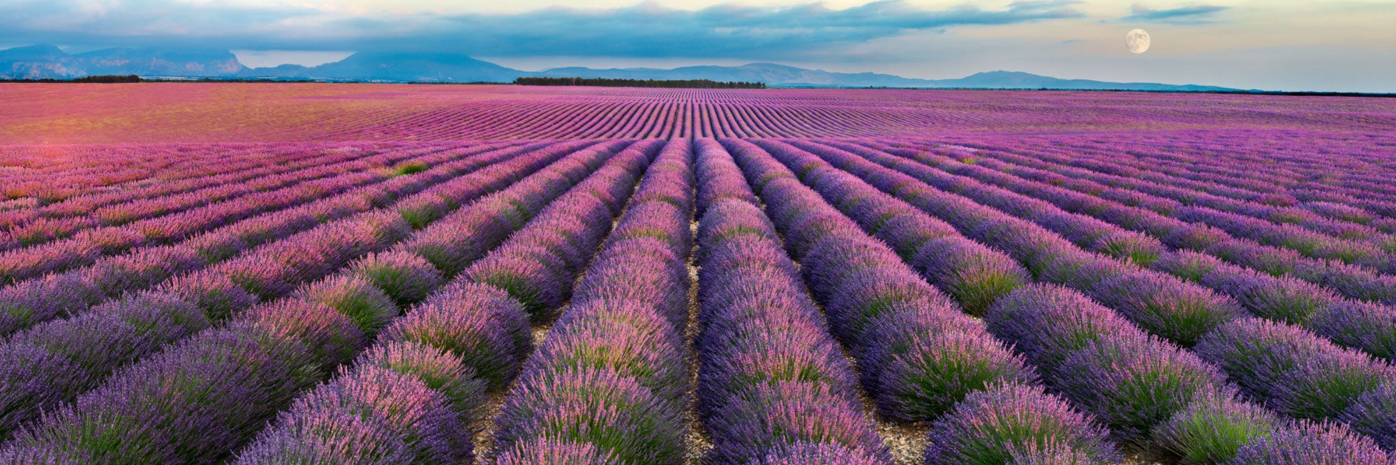 Поле лаванды фото plateau de Valensole