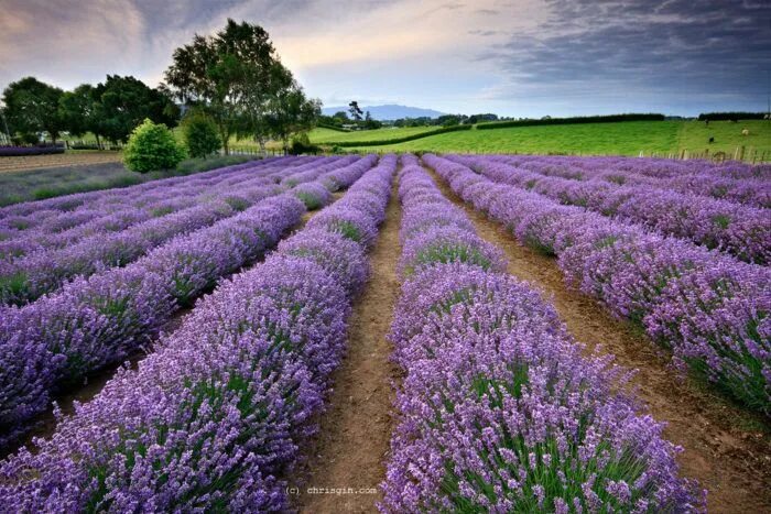 Поле лаванды фото 10 Epic Things You Never Thought Of Doing In Idaho, But Should Lavender farm, Gr