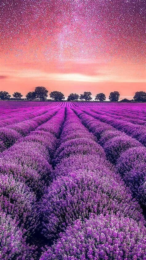 Поле лаванды фото Field of Purple Flowers under a Pink Sky