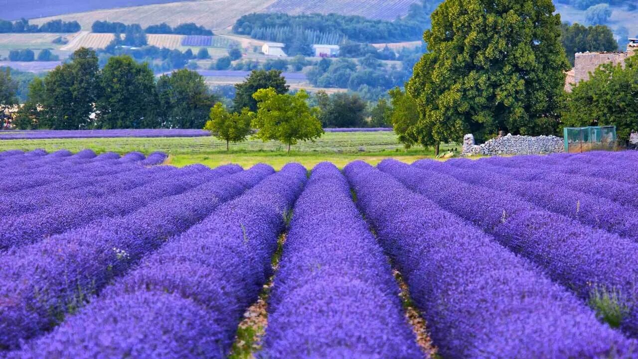 Поле лаванды фото хорошего Картина на холсте 60x110 Альянс Лес "Франция Provence Лаванда" на подрамнике / и