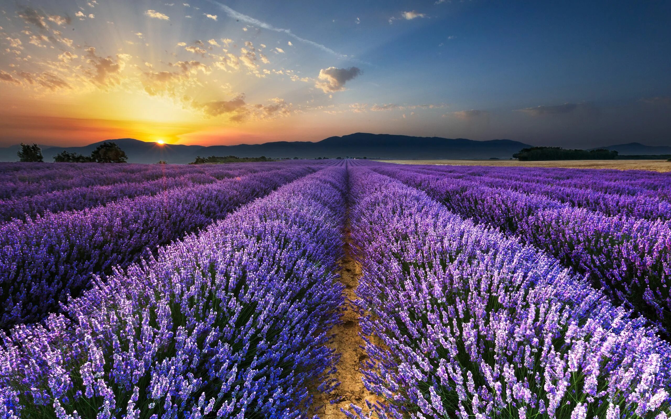 Поле лаванды фото хорошего качества Download wallpaper 2560x1600 lavender, field, flowers, horizon widescreen 16:10 