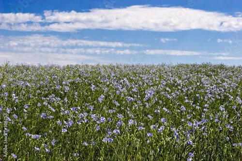 Поле льна в цвету фото flax field - Buy this stock photo and explore similar images at Adobe Stock Adob