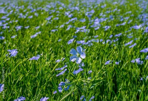 Поле льна в цвету фото Flax blooming, close-up of blue flax flowers on the field during flowering. - Bu